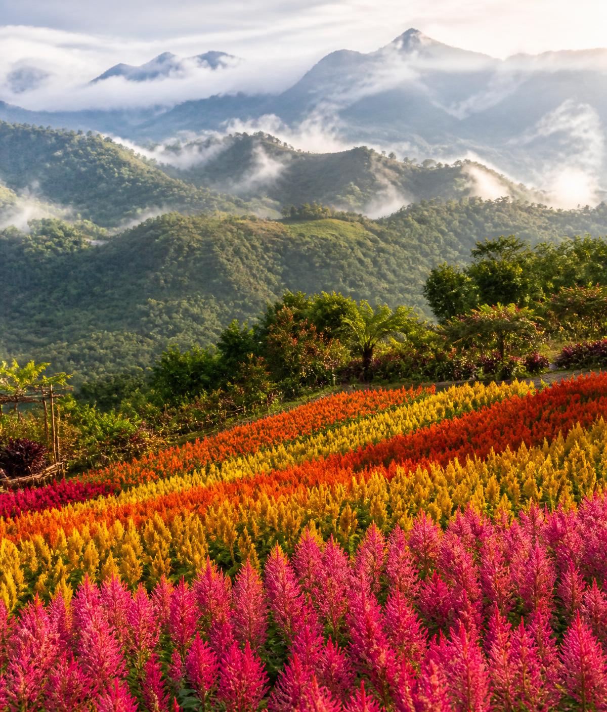 Sirao Flower Farm